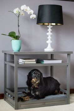 a dog is sitting under a shelf with a lamp on it's end table