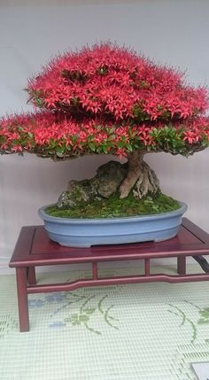 a bonsai tree with red flowers in a blue bowl