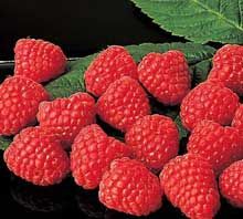 raspberries with leaves on a black plate