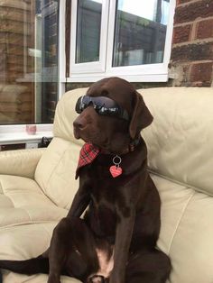 a brown dog wearing sunglasses sitting on top of a white leather couch next to a window