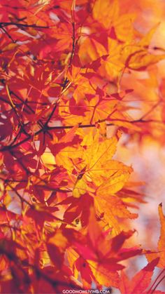 red and yellow leaves on a tree in the fall