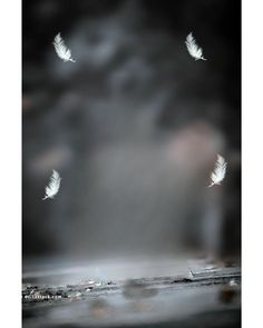 three white feathers flying in the air on a foggy day with dark clouds behind them