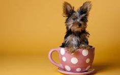 a small dog sitting in a polka dot coffee cup