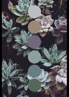 some plants with different colors and shapes in the same color scheme, including succulents