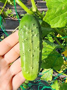 a hand holding a green cucumber in a garden