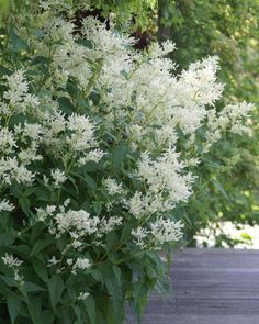 the white flowers are blooming on the bush in front of the wooden walkway way