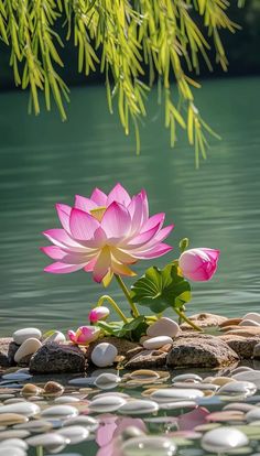 a pink flower sitting on top of a rock next to water