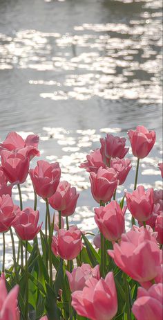 pink tulips are blooming in front of the water's edge, with sunlight reflecting on the water