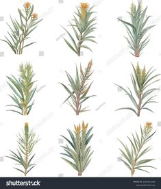 different types of plants on white background