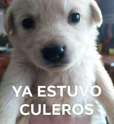 a small white dog sitting on top of a wooden floor with the words ya estuvo cueeros in front of it