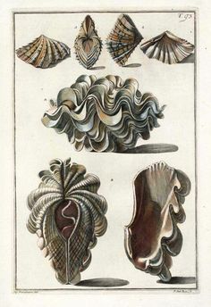 an image of seashells and shells from the book sea animals by john wylock