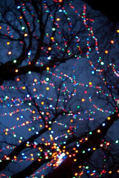 the tree is lit up with multicolored lights in it's dark branches