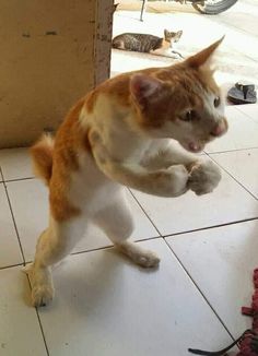 an orange and white cat standing on its hind legs