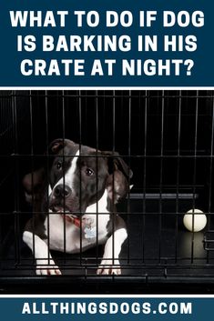 a dog in a cage with the caption what to do if dog is barking in his crate at night?