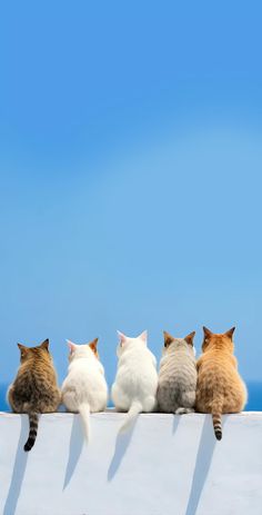 four cats sitting on top of a white wall looking at the sky and water in front of them