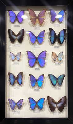 a display case filled with lots of blue butterflies