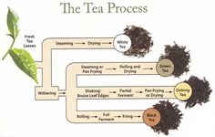 the tea process is depicted in this diagram, with different types of flowers and leaves