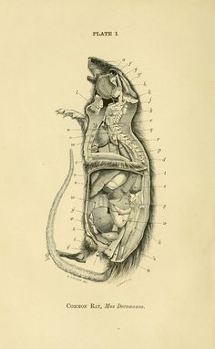 an old medical illustration shows the inside of a mouse's stomach and its external organs