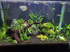 an aquarium filled with lots of different types of plants