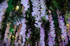 purple flowers are hanging from the ceiling