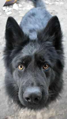 a black dog looking up at the camera