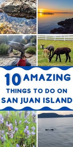 Top left: tide pools
Top Right: sunset over the ocean
middle left: child in front of an orca statue
Middle right: alpacas in the grass
Bottom left: bee on a purple lavender flower
Bottom right: orcas swimming near the ferry out to San Juan Oregon Coast Roadtrip, Friday Harbor Washington, Washington Things To Do, San Juan Islands Washington, Seattle Vacation, Washington Island, West Coast Travel