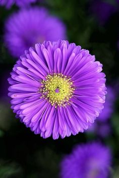 a purple flower with yellow center surrounded by other purple flowers in the backround