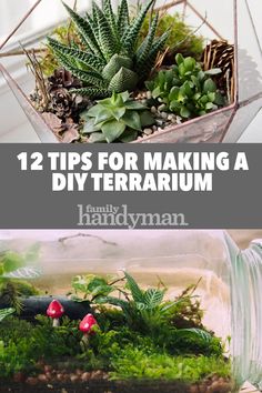 two terrariums with plants in them and the words 12 tips for making a diy terrarium