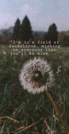 Dandelions Ruth G field aethetic wallpaper background Dandelion Aesthetic Quotes, Dandelions Wallpaper, Dandelion Quotes, Dandelion Pictures, A Field Of Dandelions, Field Of Dandelions, Dandelion Wallpaper