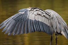 a large bird with its wings spread over the water