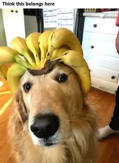 a dog wearing a bunch of bananas on its head