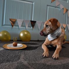 a dog sitting on the floor with a cupcake in front of it and balloons behind him