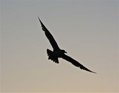 a bird flying in the sky with its wings spread