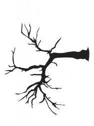 a black and white image of a tree branch with no leaves on it, against a white background