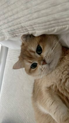 an orange and white cat laying on top of a bed next to pillows with eyes wide open