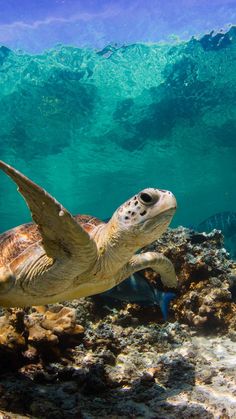 a sea turtle swimming over a coral reef