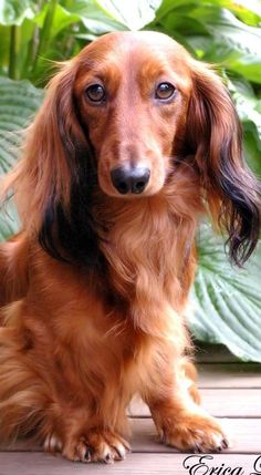 a long haired dachshund sitting on a wooden deck next to some plants