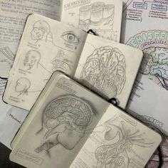 several notebooks with drawings of the human head and brain on top of each one