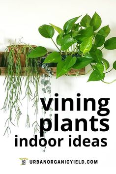 some plants are hanging on the wall and there is text overlay that says, winning plants indoor ideas