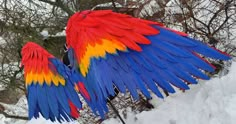 Macaw Wings, Wings For Cosplay, Lucifer Fallen Angel, Crow Costume, Parrot Wings, Cosplay Wings, Scarlet Macaw, Diy Wings, Wings Drawing