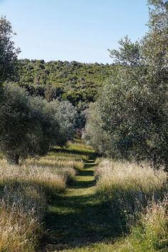 a path in the middle of an open field with lots of trees on both sides