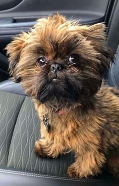 a small brown dog sitting on top of a car seat