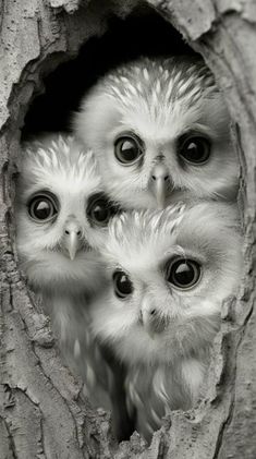 three little owls are peeking out from behind a tree trunk with their eyes wide open