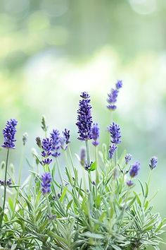 some purple flowers are growing in the grass