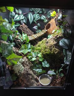 an aquarium filled with lots of plants and water next to rocks, moss and dirt