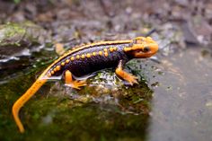 a yellow and black lizard sitting on top of a moss covered rock next to water