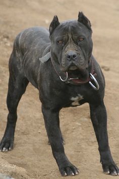 a large black dog standing on top of a dirt field