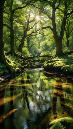 a stream running through a lush green forest filled with lots of trees and moss covered rocks