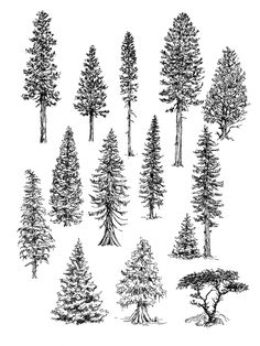 an ink drawing of different types of trees