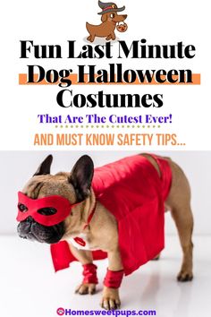 a dog wearing a red cape and mask with the words fun last minute dog halloween costumes that are the cutest ever and must know safety tips